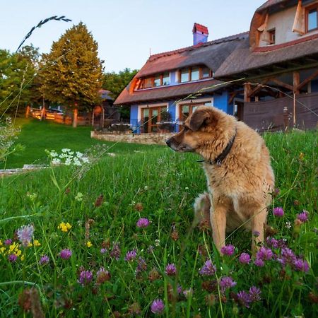 Casele Cu Stuf B&B Haus Ulrike Sălicea Eksteriør bilde